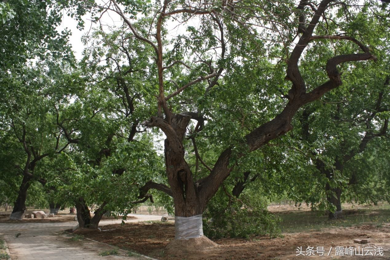 我国9大农业文化遗迹,有你的家乡吗?中国美丽