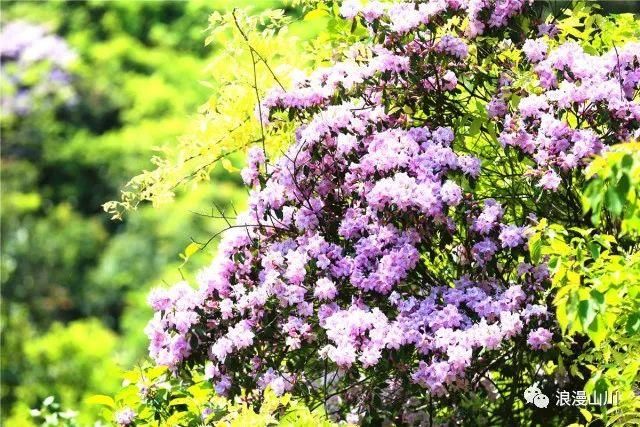 震撼!山川峡谷映山红,绵延数公里!