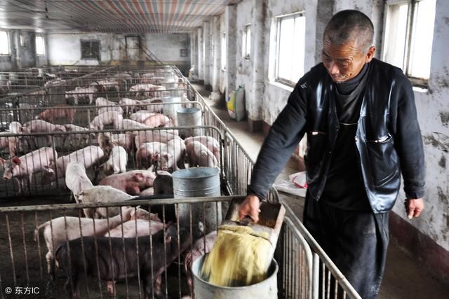 好消息：猪价迎来新一波上涨，养殖户的“春天”或将真的来了！