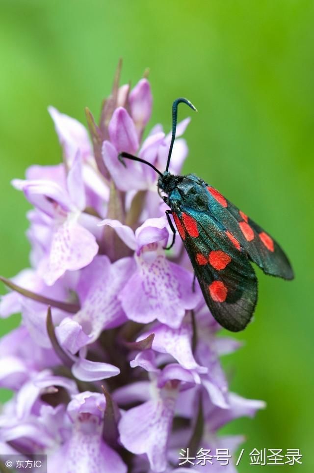 菜根谭六:鱼得水逝而相望乎水,鸟乘风飞而不知