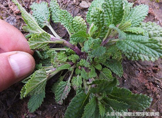 这种野草在农村遍地都是，有很高的药用价值，你知道吗?