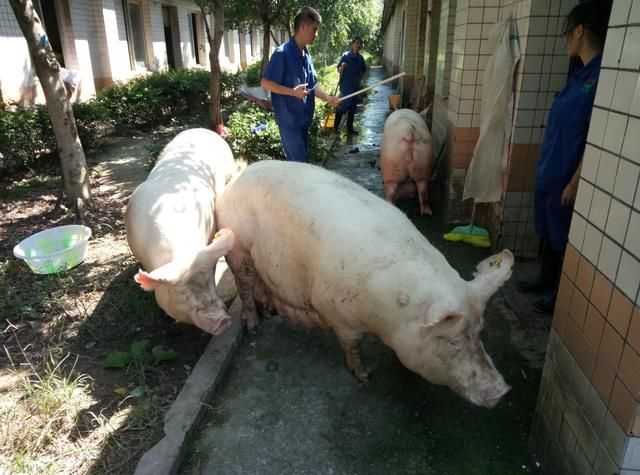 大学毕业去养猪,学历不够升职受阻!想考研?这