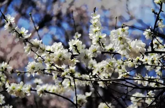 发财中国年：2018年重庆赏花时间表出炉，你全年都有花看