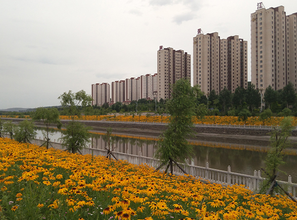 安邦河岸花海惹人醉