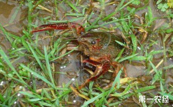 小龙虾怎么养?小龙虾的稻田养殖技术