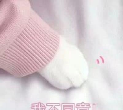 分享一组超可爱的表情猫咪,老夫的玻璃心都动图搞笑带字图片