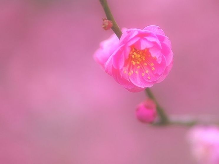 恭喜四生肖前途无忧,8月初财运冲天,事业一帆风顺! 澳门官方网站平台