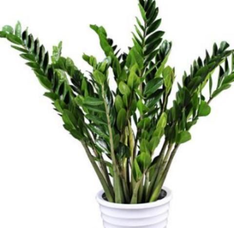 财运旺!旺财运!这几种绿植能让你财运旺不停,还