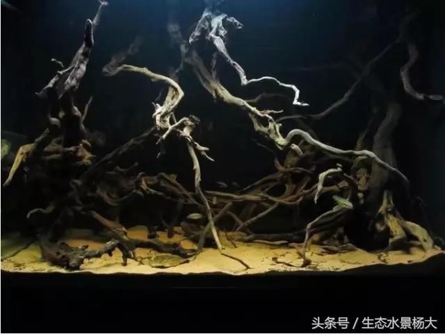 鼠鱼造景那么多一款适合你