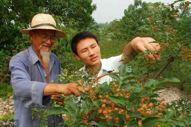 前景巨大!种植大户600亩花椒,赚500万!到底是怎么做到的?