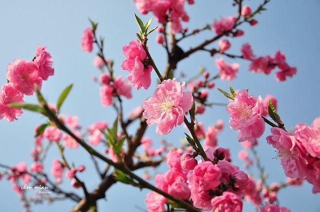 2018山东各地最实用的赏花指南！看这一篇就足够了！快去感受春天