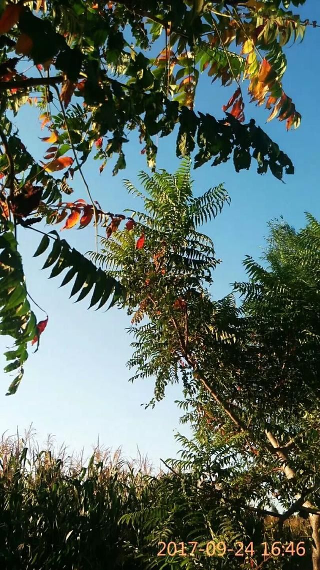 随笔小诗!《桂花》《扔巴鱼》《家乡锦秀》