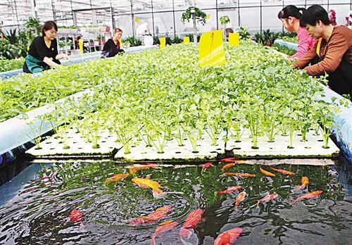 探究|鱼菜共生10个最好的盈利模式