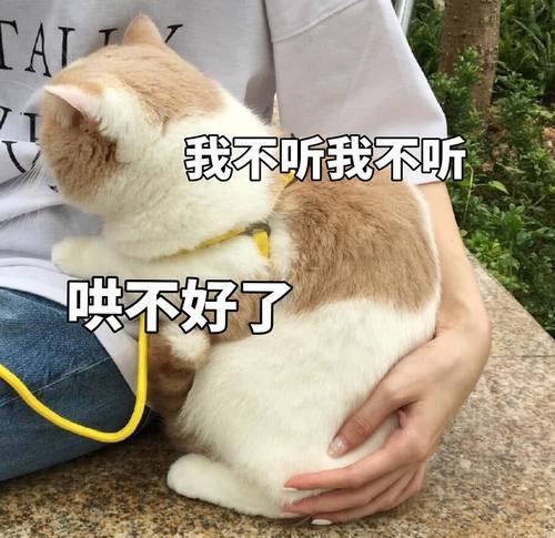 傲娇不好头像:生气了,哄表情的那种面猫咪表情包无动漫图片