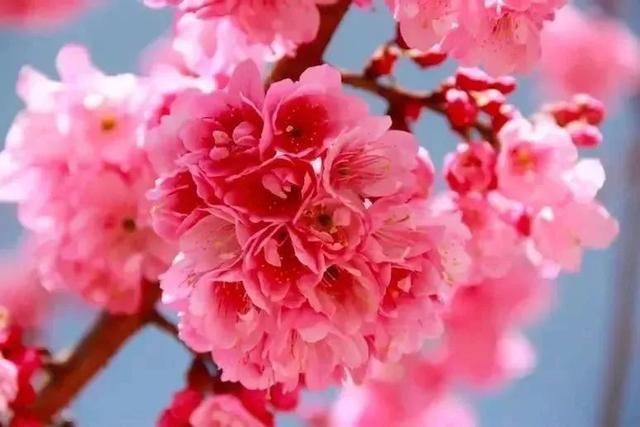 玉溪最全赏花攻略来了，花海之约不要错过!