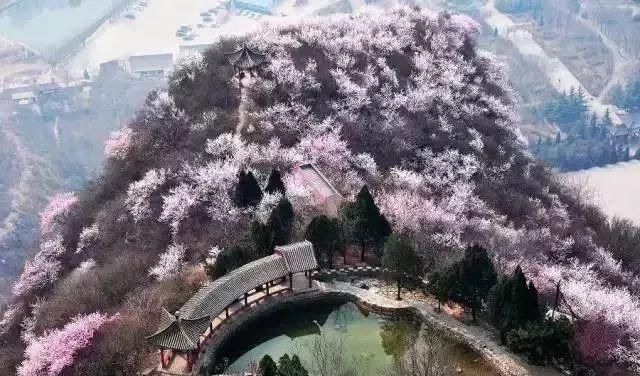 不负春光 | 河北竟私藏着这么多桃花林，就等花开了