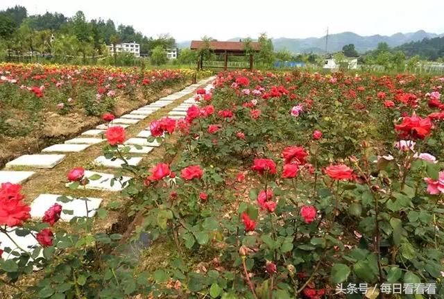 利川一女子隐居乡村3年，种下一大片浪漫花海，美哭啦……