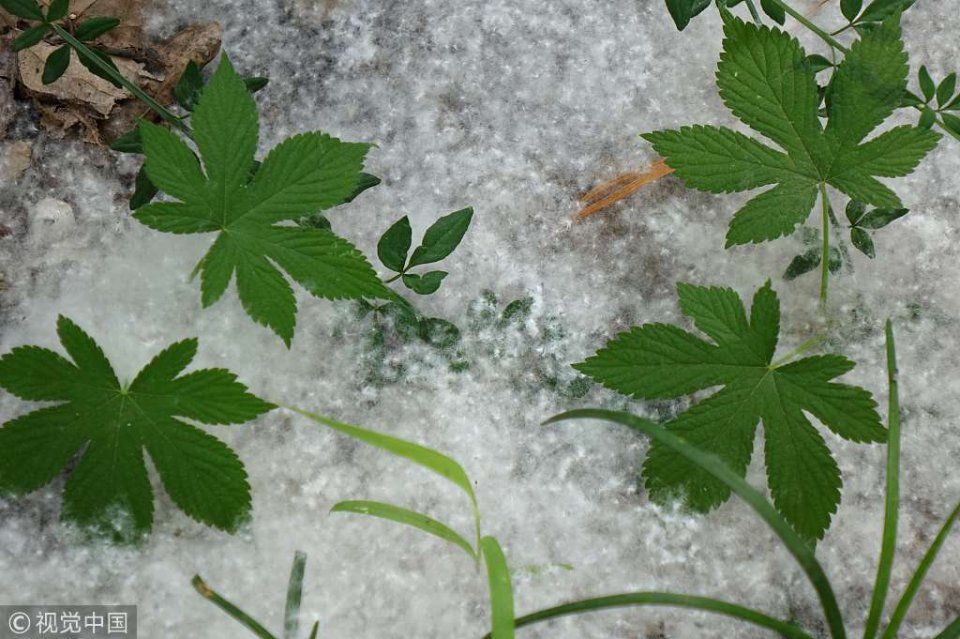 山东青岛：河岸六月柳絮飘飞如降雪