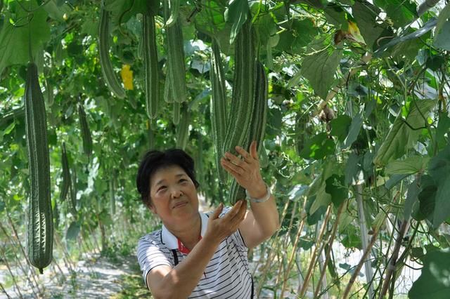 中国(广西)-东盟蔬菜新品种博览会在南宁举行