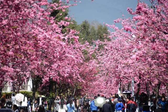 这个春天，最美的樱花都在这了！