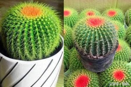 仙人球多久浇一次水 这样操作才更科学