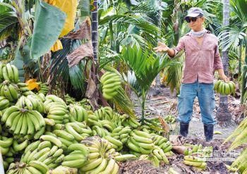 台水果价格崩跌 台专家：蔡英文该做的不是一味护航吴音宁