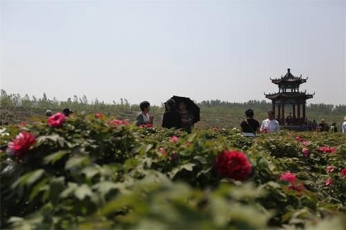 聊城的这个村子是真的美,周末休闲何必舍近求远!