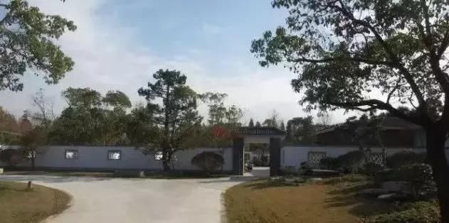 苍枝傲骨匠人心盛影蛟老师谈盆景艺术