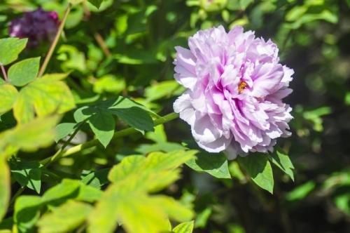 春季赏花地图2018上海周边赏花地大盘点，一起来观赏最美的鲜花盛