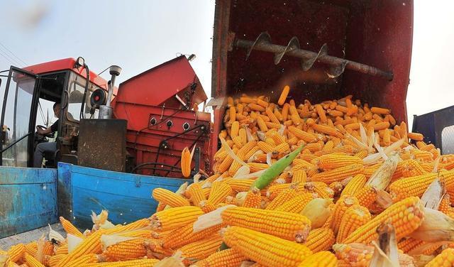 玉米价格黑龙江省