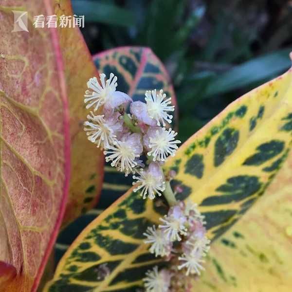 幸福像花儿一样 上海植物园发布春节赏花指南