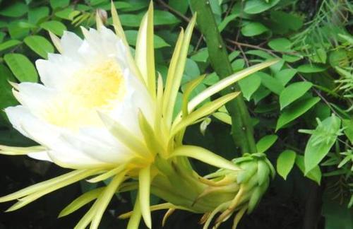 嗽老不好,路边的野菜随手摘回家泡水喝,还能治