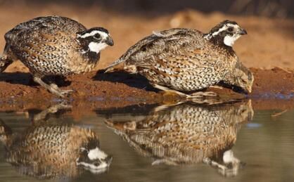 小小身体大财富 她养殖鹌鹑 轻松上万