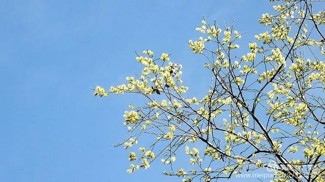 春天来了，一起去留坝太子岭看花吧！