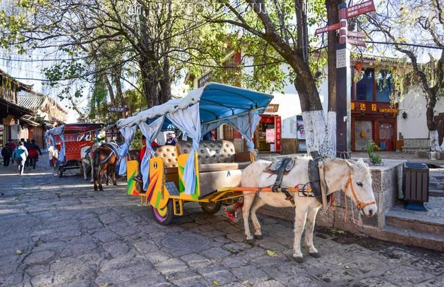 丽江的马为什么没人骑了?50元、40元便可骑着游一圈