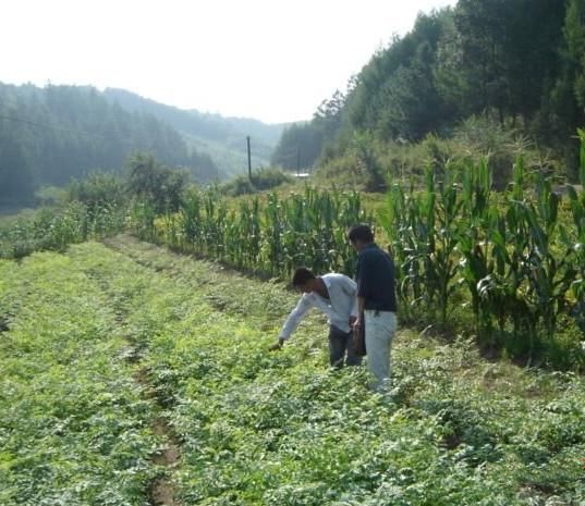 农村这种常见植物，被誉为“天下第一珍”亩产万元，却很少人种植