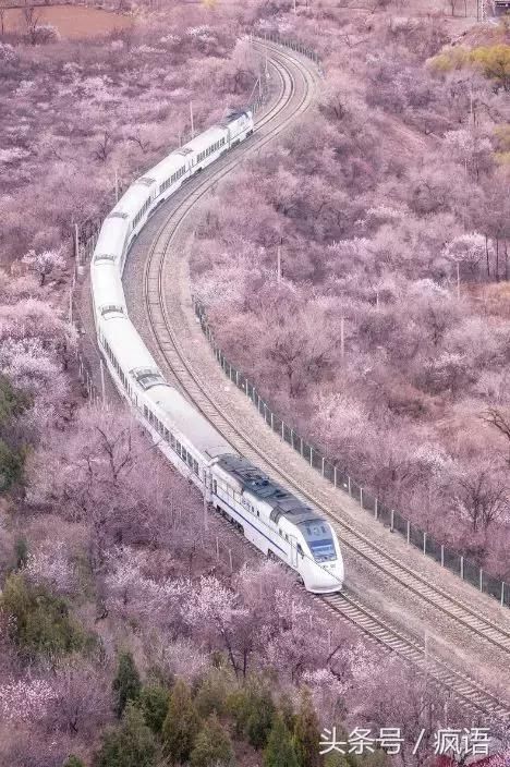 不敢相信！6块钱就能坐上北京小火车，一路看遍樱花美景