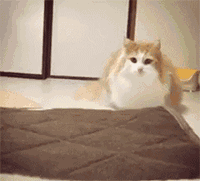 爆笑GIF: 只有养狗的人才懂洗狗的痛!