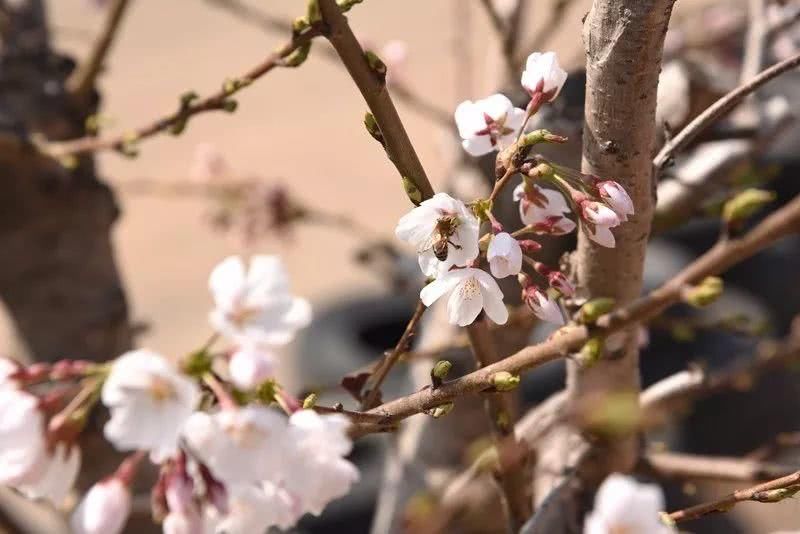 尧京，不仅仅是酒庄，还有春日的乡愁