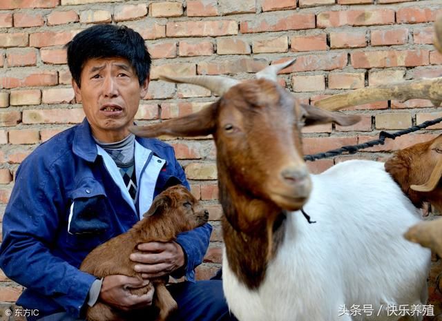 养羊适者生存,不要心存抱怨!