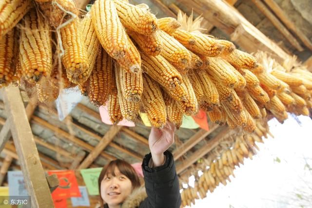 明年起，两类人粮食补贴越来越高，但这三类人将被取消！