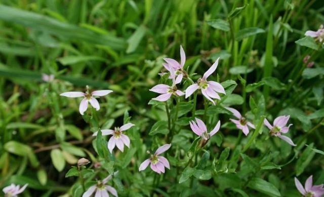 家门口生长的这种野花,你知道它叫什么吗?