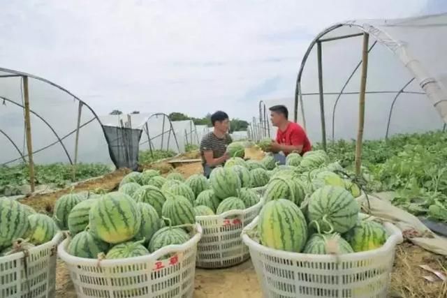 快收藏！长沙县周边水果采摘地图出炉，让你甜蜜一夏~