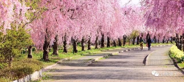 还在烦恼去哪看樱花?你绝对不可错过的9大赏樱圣地!