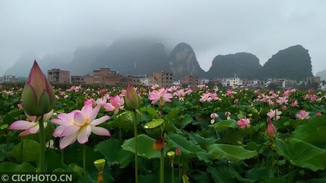 广西贺州：烟雨荷塘