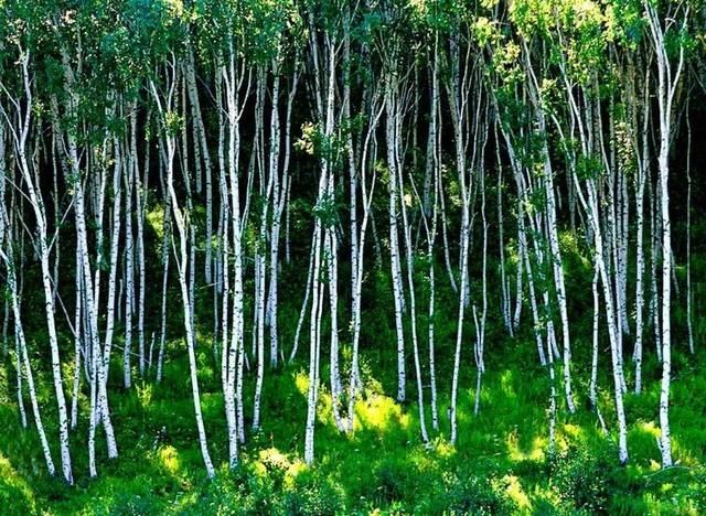 7月走进坝上、走进草原、走进盛夏的乌兰布统！
