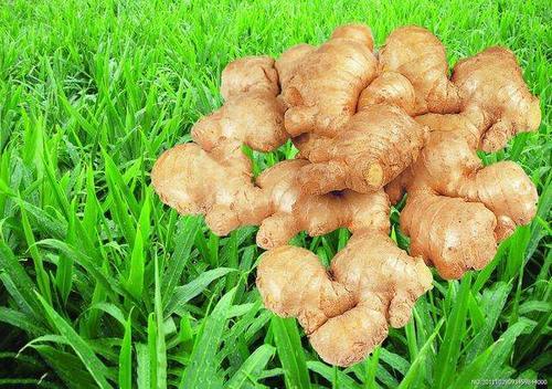 大姨妈期间胃疼别只会喝红糖水!红糖加一宝,排