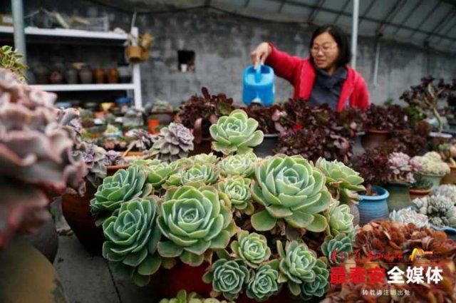 多肉植物凭啥走俏市场？卖家说：它好看又好养