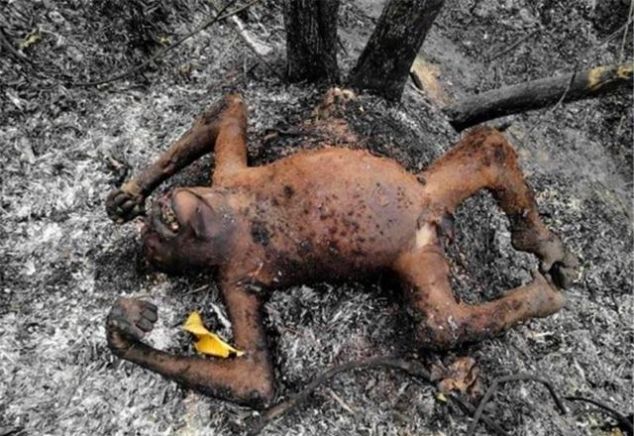 澳大利亚被烧了