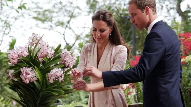 7年前,威廉和凯特参观植物园,王子看到戴安娜